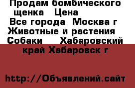 Продам бомбического щенка › Цена ­ 30 000 - Все города, Москва г. Животные и растения » Собаки   . Хабаровский край,Хабаровск г.